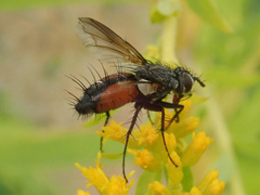 Eriothrix rufomaculata