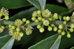 Casearia sylvestris