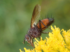 Eriothrix rufomaculata