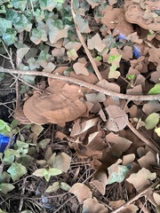 Ganoderma applanatum