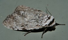 Barasa cymatistis