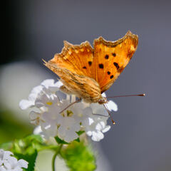 Polygonia egea