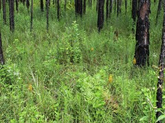 Platanthera cristata