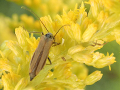 Oedemera femorata
