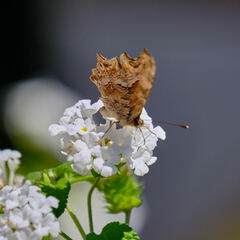 Polygonia egea