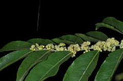 Casearia sylvestris