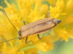 Oedemera femorata