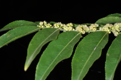 Casearia sylvestris