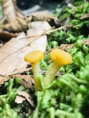 Leotia lubrica