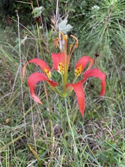 Lilium catesbaei