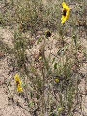 Helianthus petiolaris