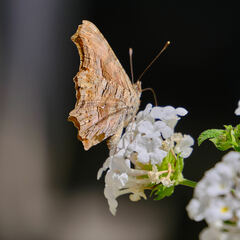 Polygonia egea