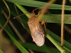 Rhopalus maculatus