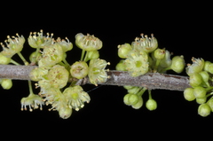 Casearia sylvestris