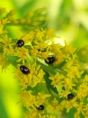 Olibrus