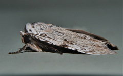 Barasa cymatistis