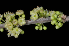 Casearia sylvestris
