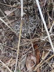 Crotalus atrox