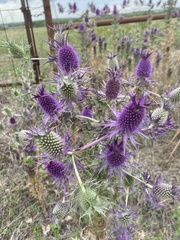 Eryngium leavenworthii