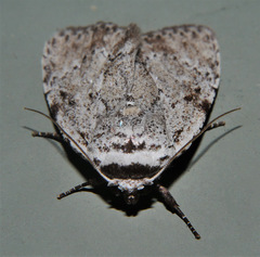 Barasa cymatistis
