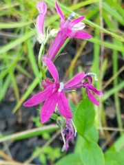 Lobelia × speciosa