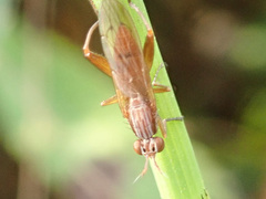 Sepedon spinipes
