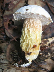Austroboletus subflavidus image