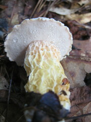 Austroboletus subflavidus image