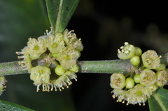 Casearia sylvestris