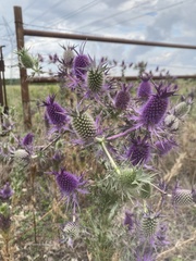 Eryngium leavenworthii