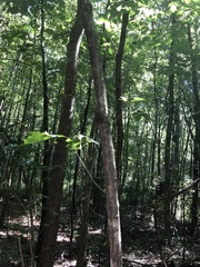 Carpinus caroliniana