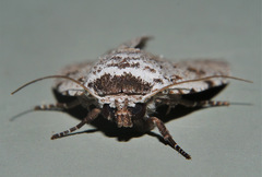 Barasa cymatistis