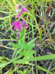 Lobelia × speciosa