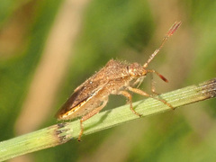 Rhopalus maculatus