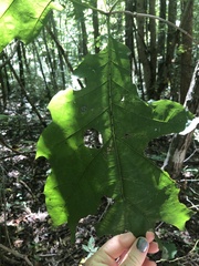Carpinus caroliniana