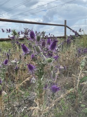 Eryngium leavenworthii