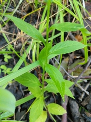 Lobelia × speciosa