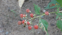 Rubus