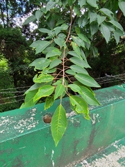 Triadica cochinchinensis