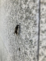 Ancistrocerus antilope