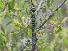 Coryphaeschna ingens