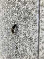 Ancistrocerus antilope