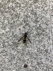 Ancistrocerus antilope
