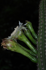 Praecereus euchlorus