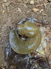 Ariolimax columbianus