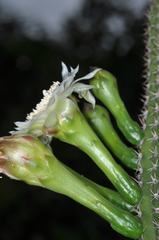 Praecereus euchlorus