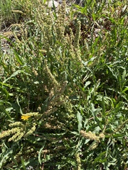 Rumex salicifolius