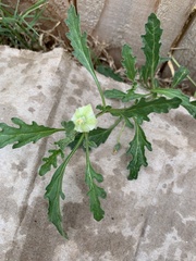 Chamaesaracha coronopus