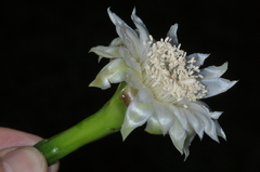 Praecereus euchlorus