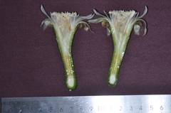 Praecereus euchlorus